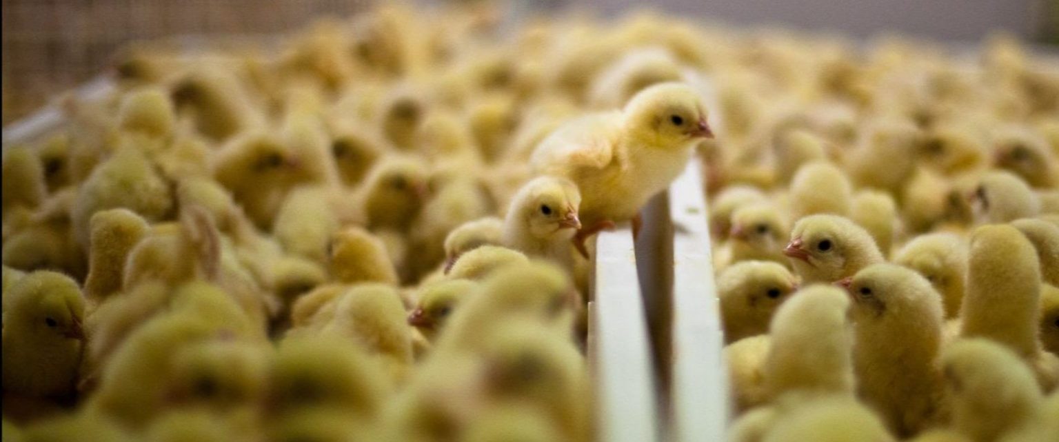 tecnologia de determinação do sexo no ovo