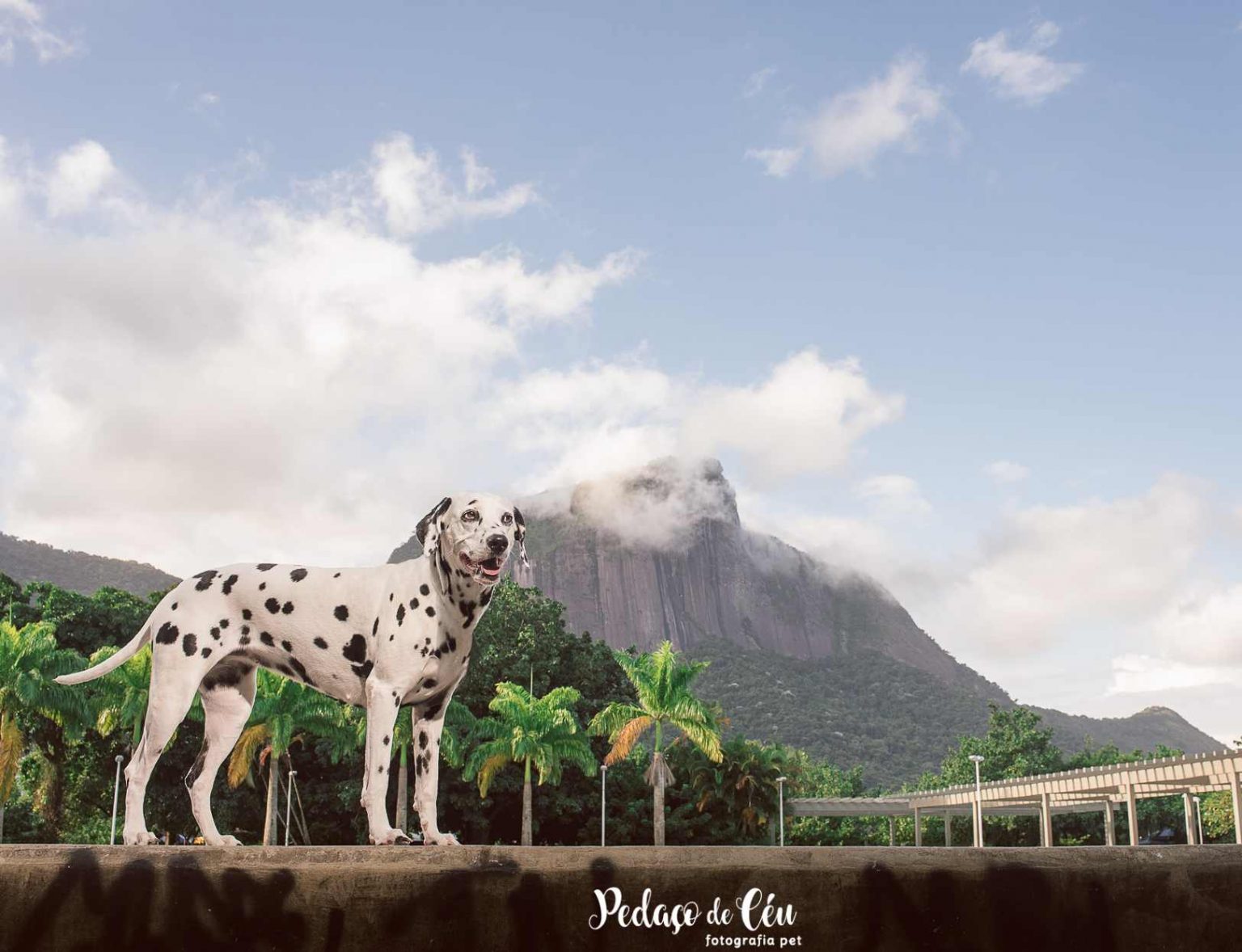 Carioquíssima no párque das fiqgueiras Pedaço do Céu, fotografia pet