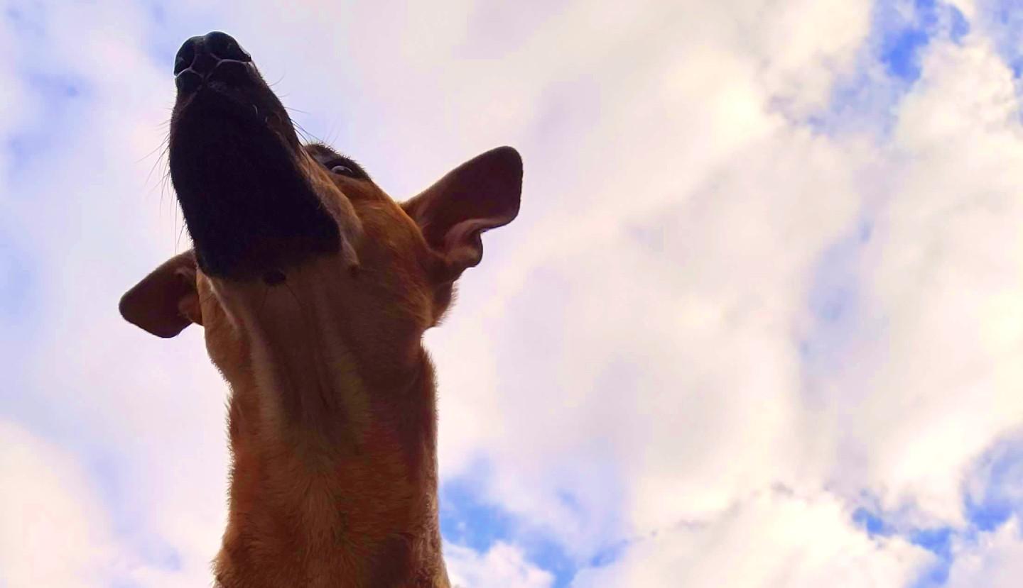 Pets e viagens foto Alvaro Tallarico