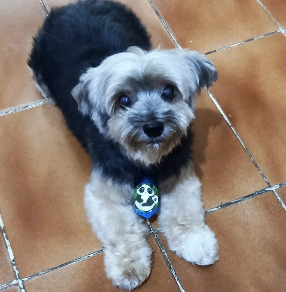 Cozinheira resgata cachorro e acaba mudando de vida e de dieta
