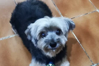 Cozinheira resgata cachorro e acaba mudando de vida e de dieta