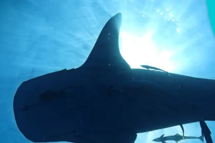 instituto mar urbano rio innovation week