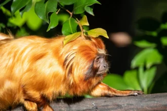 Esperança no ar: Avião Solidário da LATAM transporta micos-leões-dourados da Bahia para São Paulo e reforça conservação de espécie ameaçada