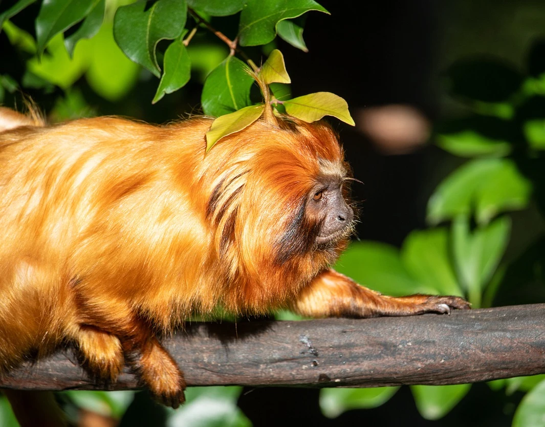 Esperança no ar: Avião Solidário da LATAM transporta micos-leões-dourados da Bahia para São Paulo e reforça conservação de espécie ameaçada