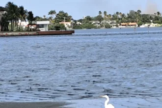 O Projeto Albatroz, que possui um Centro de Visitação e Educação Ambiental Marinha em Cabo Frio (RJ), às margens da Lagoa de Araruama, foi reconhecido recentemente como Posto Avançado da Reserva da Biosfera da Mata Atlântica, reconhecendo a instituição como parceira estratégica na conservação, pesquisa e divulgação sobre o bioma no Brasil.