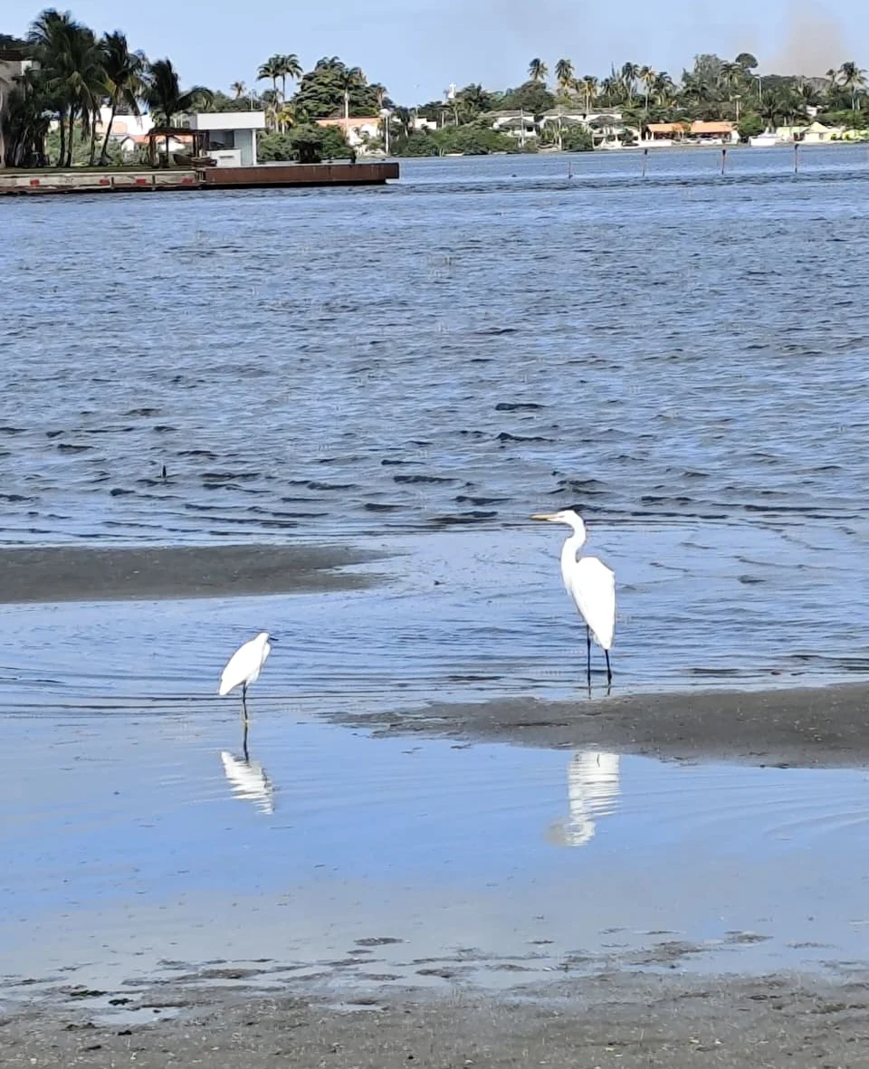 O Projeto Albatroz, que possui um Centro de Visitação e Educação Ambiental Marinha em Cabo Frio (RJ), às margens da Lagoa de Araruama, foi reconhecido recentemente como Posto Avançado da Reserva da Biosfera da Mata Atlântica, reconhecendo a instituição como parceira estratégica na conservação, pesquisa e divulgação sobre o bioma no Brasil.