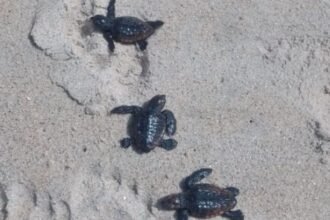 tartaruga cabeçuda são sebastião, nascimento tartarugas praia paúba, turismo sustentável litoral norte sp, preservação ambiental são sebastião, projeto tamar litoral paulista