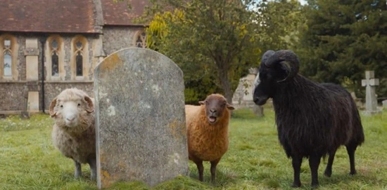 Ovelhas em cena de "As Ovelhas Detetives"- Divulgação Sony Pictures