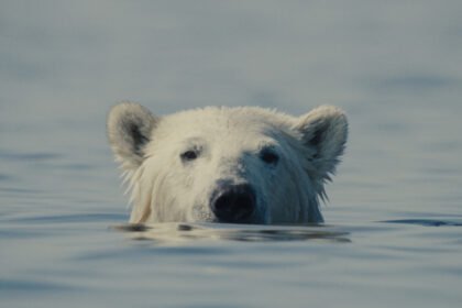 Cena de 'O Urso Inconveniente'- Filme de abertura da Mostra Ecofalante