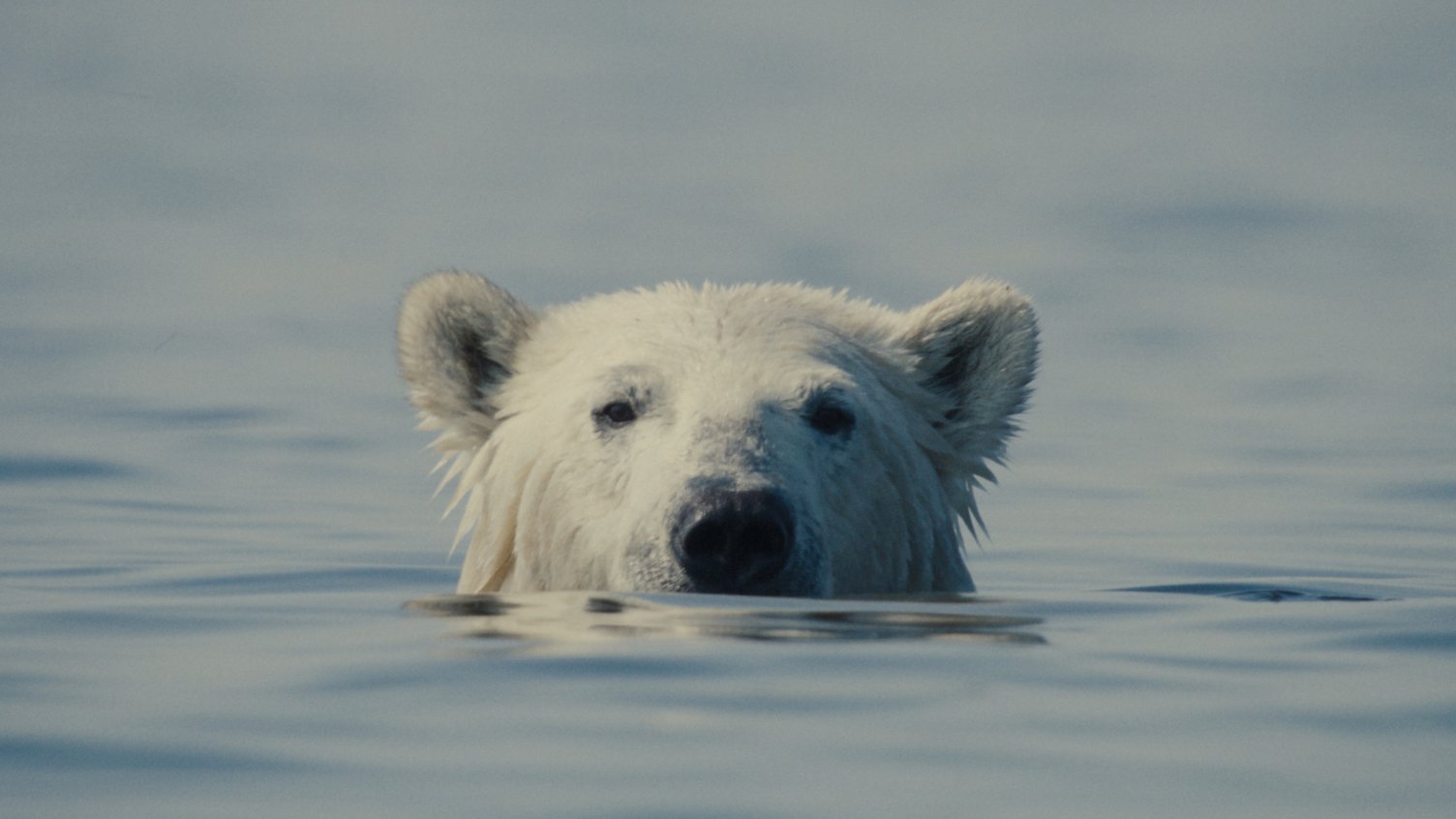 Cena de 'O Urso Inconveniente'- Filme de abertura da Mostra Ecofalante