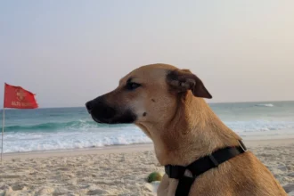 cachorro caramelo