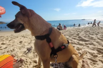 cachorro caramelo em foto de Alvaro Tallarico