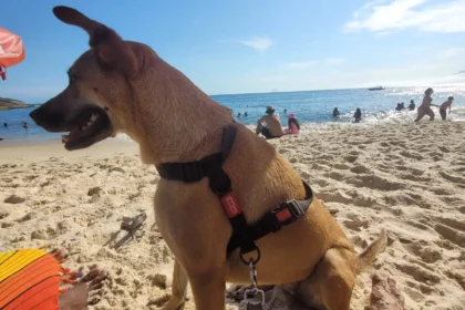 cachorro caramelo em foto de Alvaro Tallarico