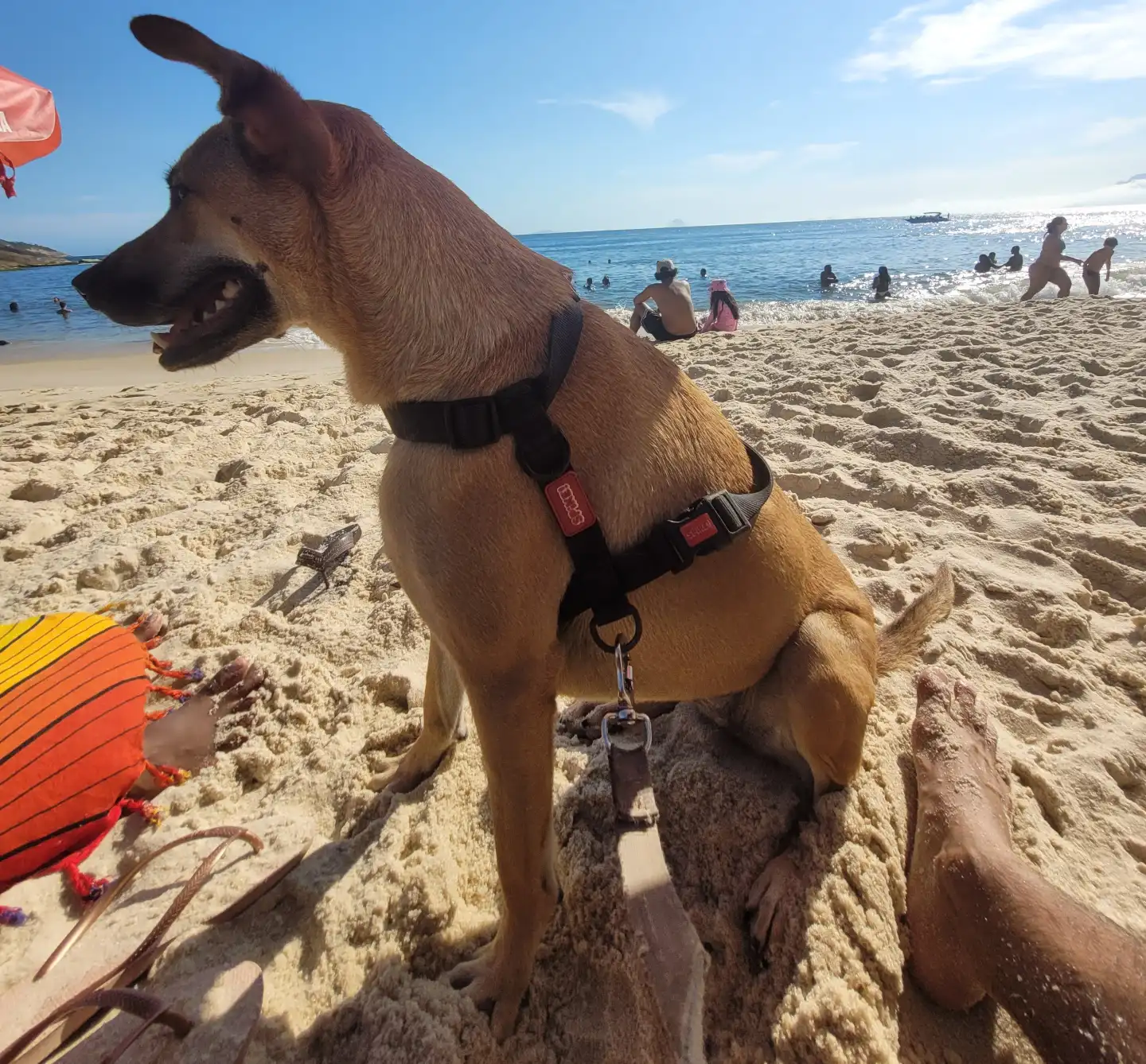 cachorro caramelo em foto de Alvaro Tallarico