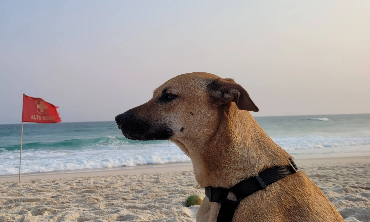 cachorro caramelo