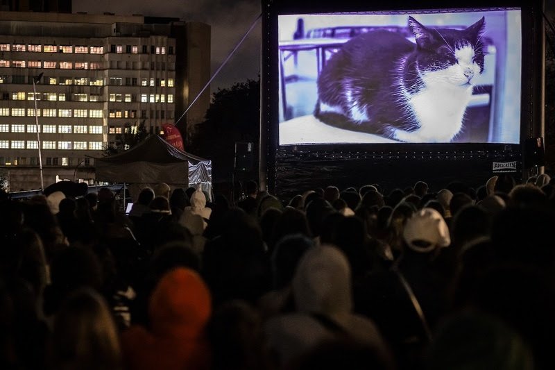 CatVideoFest retorna ao Brasil no GatoFest