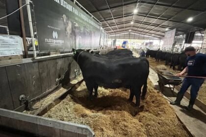 Expointer 2026, animais na Expointer, mortes de animais na Expointer, bem-estar animal, animais em feiras agropecuárias, feiras agropecuárias Brasil, competição com animais, estresse animal, Sinergia Animal, proteção animal