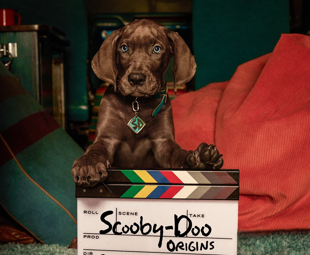Netflix encerra as gravações de Scooby-Doo: A Origem, série live-action que mostrará o primeiro mistério da turma e terá um cachorro de verdade como Scooby.